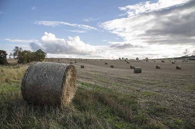 Hay in a British field