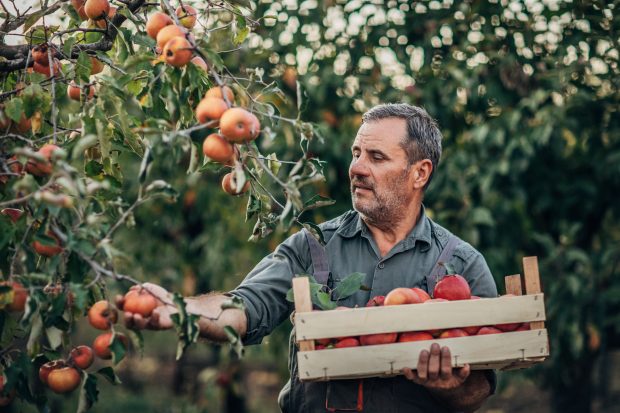 Man picking apples in an orchard 