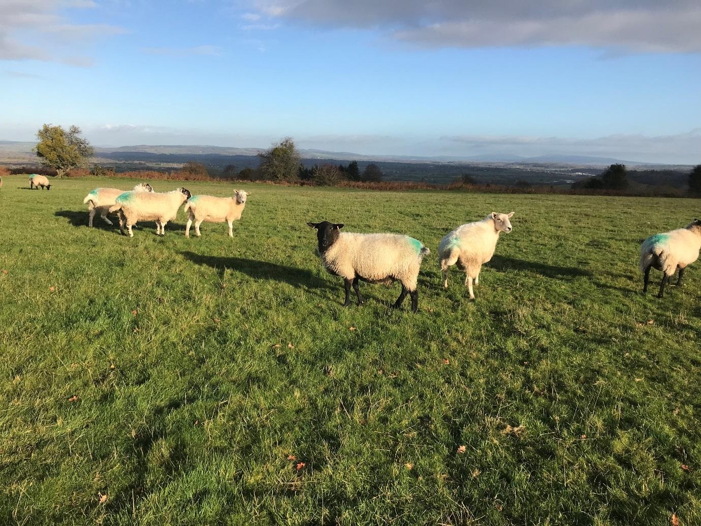 Sheep in a field 