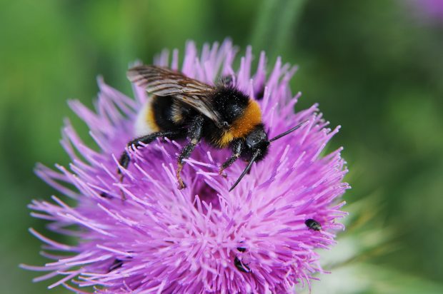 Buff-tailed bumblebee on knapweed. Importance of pollen bearing plants in garden to attract insects. Credit: © Natural England/Peter Roworth 2009