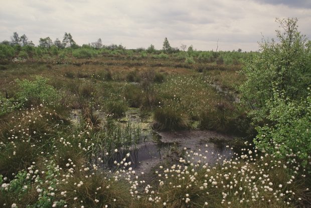 Blanket bog - Thorne Moors Thorne Moors Thorne Crowle And Goole Moors Site of Special Scientific Interest Humberhead Peatlands National Nature Reserve South Yorkshire Copyright Natural England/Peter Wakely