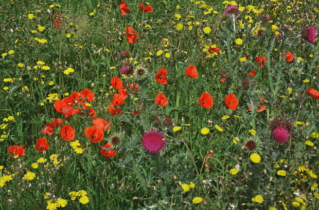 Wildflowers on edge of field Copyright Natural England