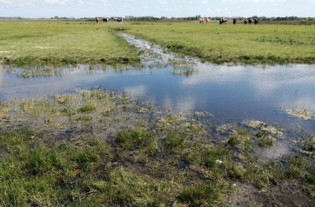 Wet-grassland-Broads-620x408.jpg