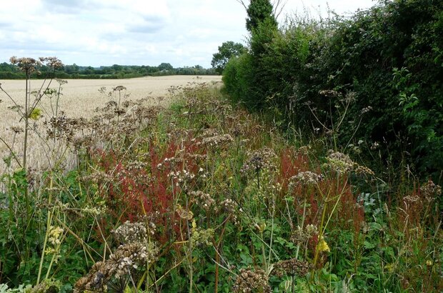 rsz_hedge_buffer_cambridgeshire.jpg