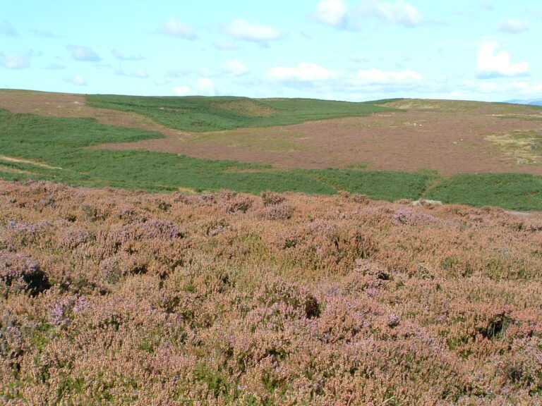 Introducing the Moorland and Rough Grazing Standard Farming