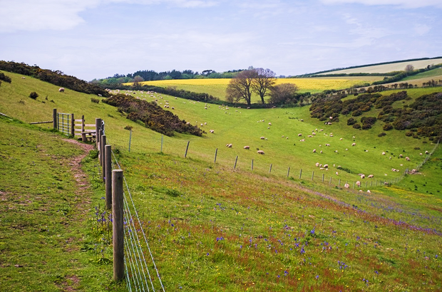 Rolling hills with fence separating fields