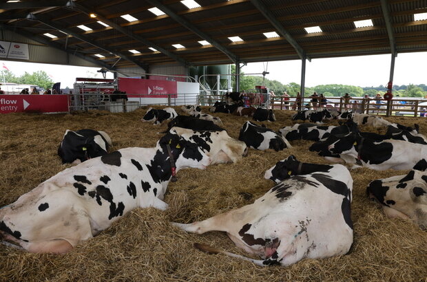 Cows at the Great Yorkshire Show