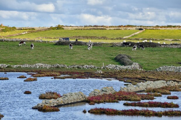 rsz_cows-gaa194b858_1920.jpg