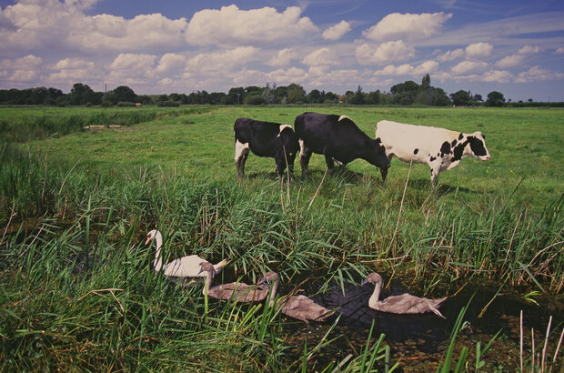 Cattle grazing fields with mute swans in ditch