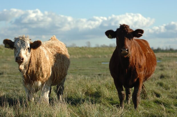 Mix breed cattle
