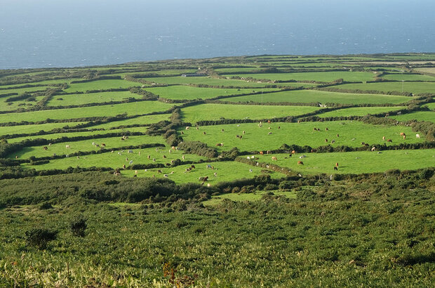 Small fields surrounded by mature hedgerows.