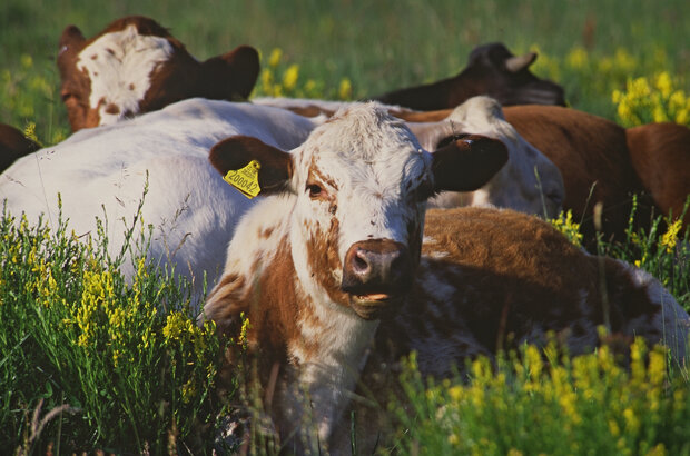 Mixed Breed - Livestock Capital