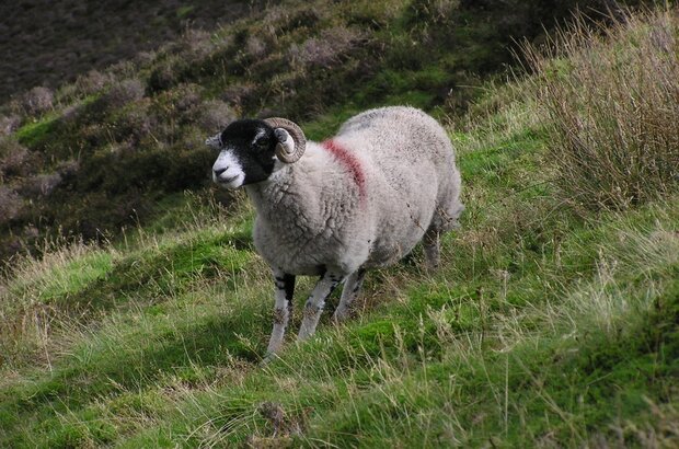 Livestock on hillside