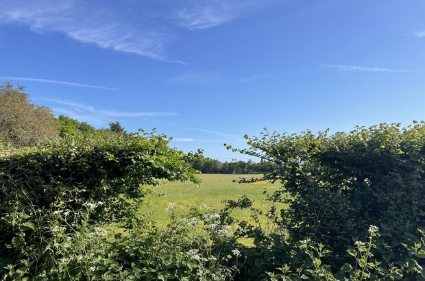 Gap in a hedgerow with sheep in background. Hartlip, Kent.