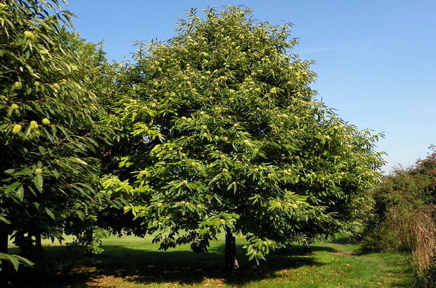 Sweet Chestnut (Castanea sativa), Jersey Farm Woodland Park, Sandridge, Hertfordshire
