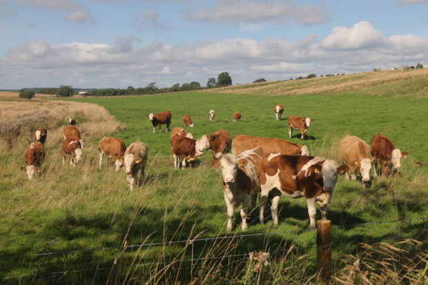 Cows in uplands landscape