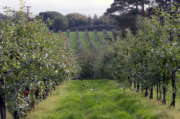 Orchard