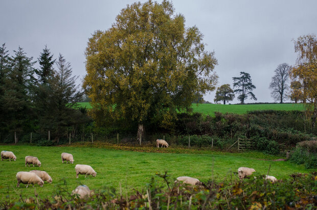 Farmland pastoral scene in Bradninch, Devon.