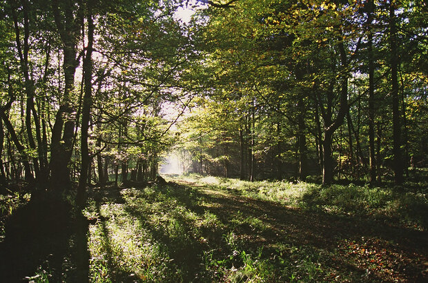 Woodland in Cambridgeshire