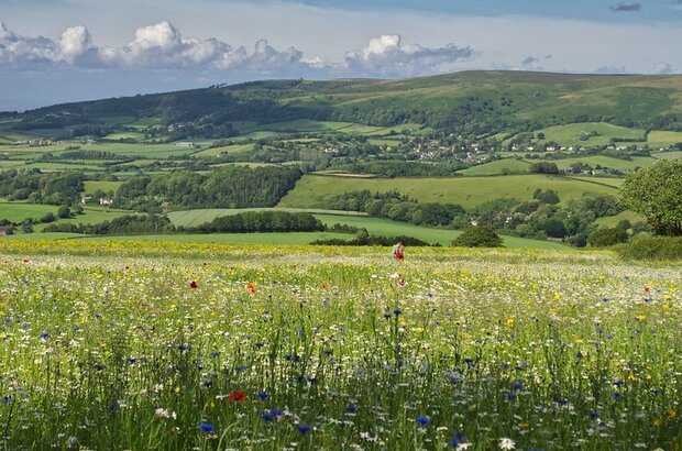 Wild flower meadow in Somerset