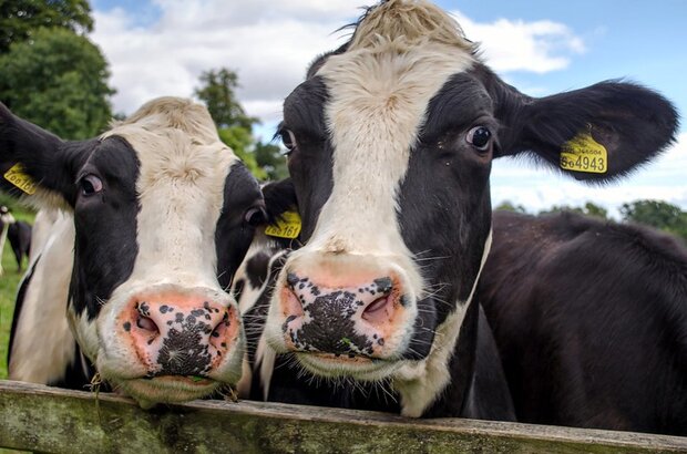 Two friendly cows looking over a fence