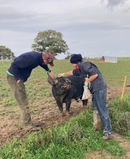 Ed and his vet looking at one of his pigs as part of the Review