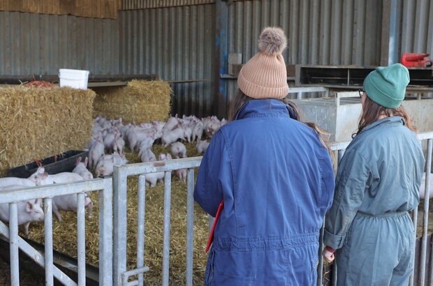 Farmer and vet look in on piglets