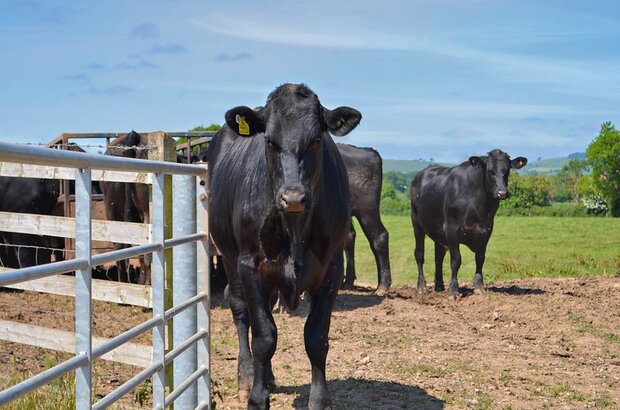 Devonshire Cows