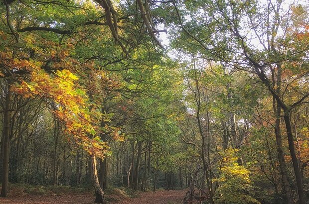 Trees in Cannock, England