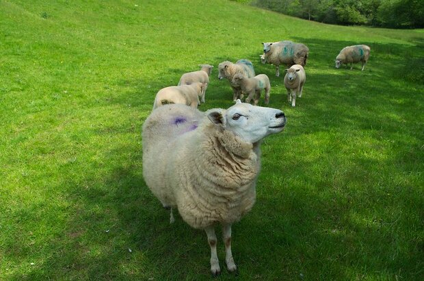 Sheep at Shutelake in Butterleigh, Mid Devon.