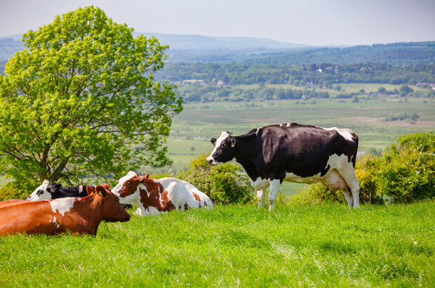 English rural landscape in with grazing Holstein Friesian cattle