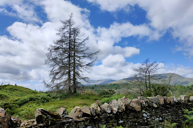 A diseased tree with Phytophthora ramorum.