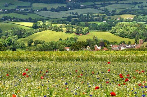 Stogumber in Somerset across the wildflower meadow.