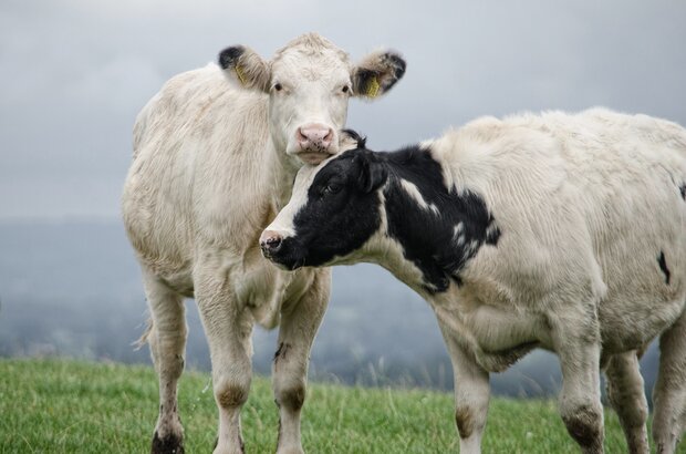 Two friendly cows