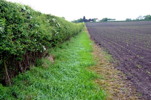 Hedgerow with buffer strip