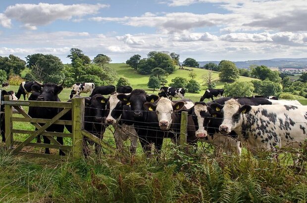 Cows on the Fursdon Estate, Cadbury
