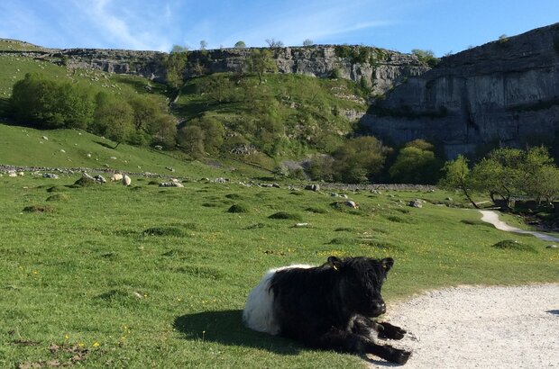 A Belted Galloway laying down in the sunshine at Malham Cove