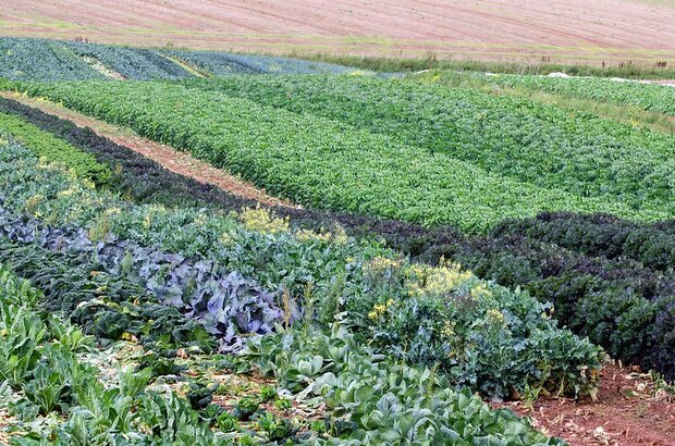 Colourful rows of leafy greens