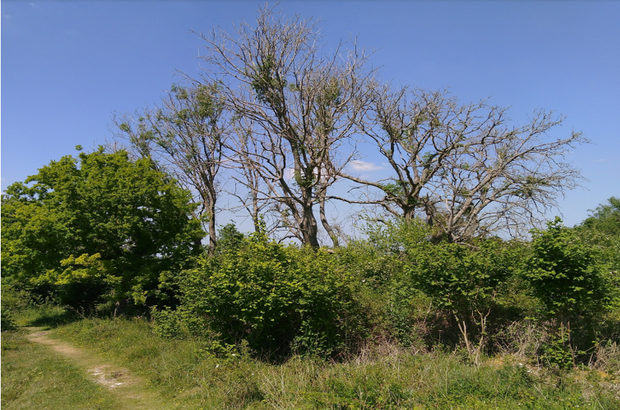 Photograph by Louise Hill. An ash tree that is severely affected by ash dieback disease. It's in a hedgerow next to a footpath in Hampshire.