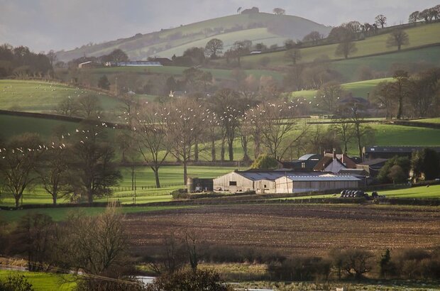 Flock of birds over Hele Payne Farm. Showing Raddon Hill in the background.