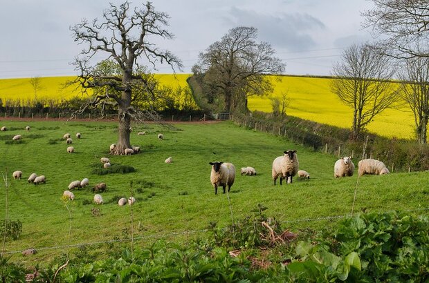 Sheep in foreground and oil rape seed in background. Taken by Alison Day in Devon. 