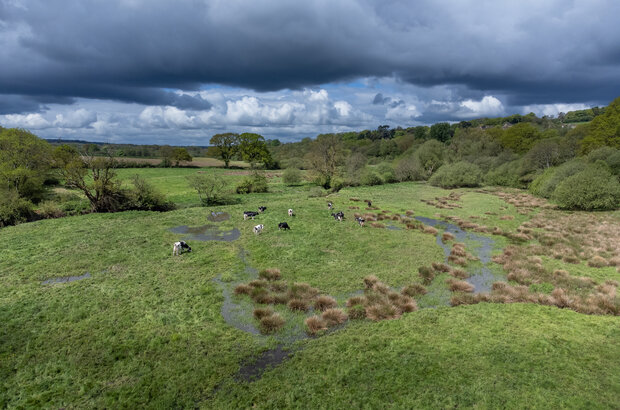 Drone shot of land and cows within the Axe Landscape Partnership project. Credit Randall Photos 