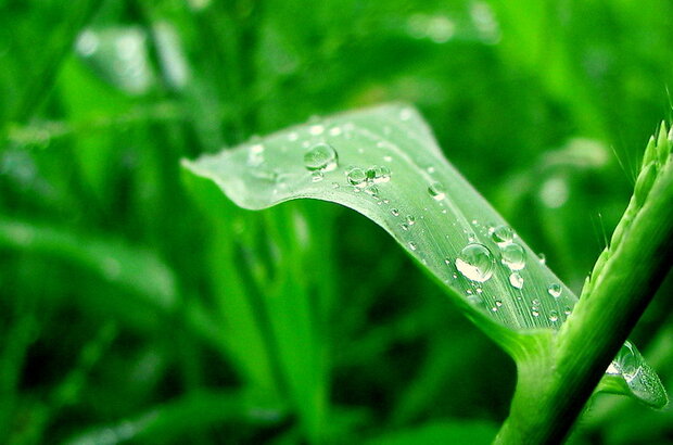 Rainwater droplets on crops