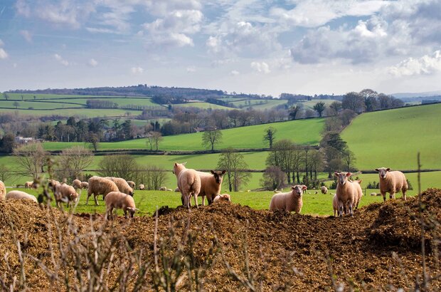 A view of the English countryside with sheep in the foreground