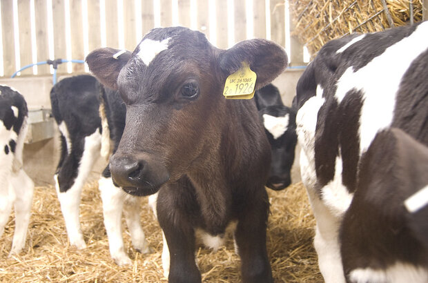 A sweet little calf looking at the camera with ear tag