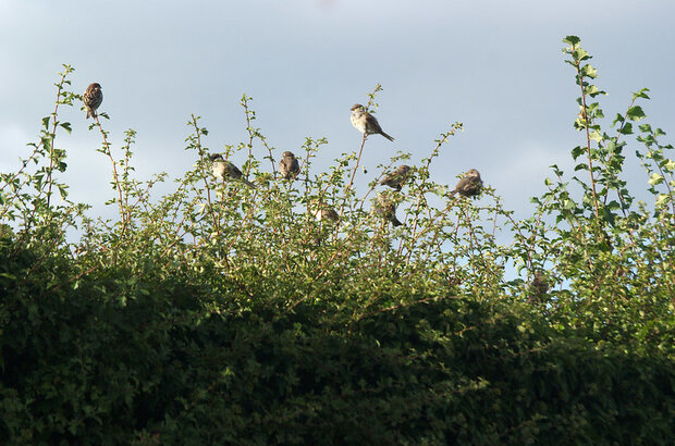 A group of birds sit atop a verdant hedgerow