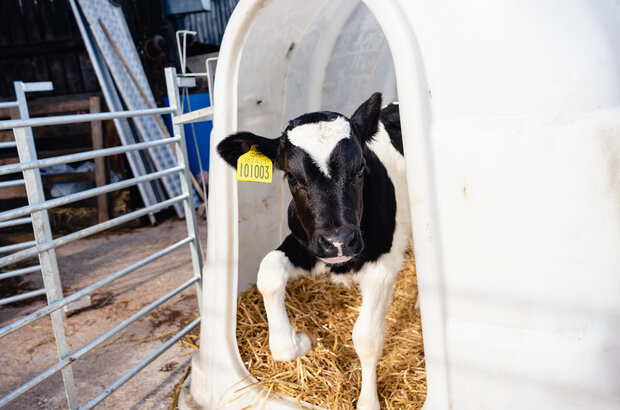 A tagged calf taking a step forward