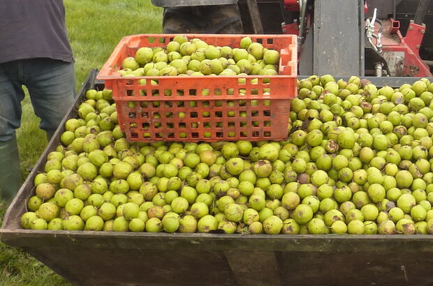 Green apples in a crate sit on top of even more green apples in a large apple box.