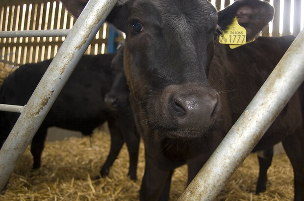 A black calf with yellow ear tag can be seen peering through the bars of its calf pen.