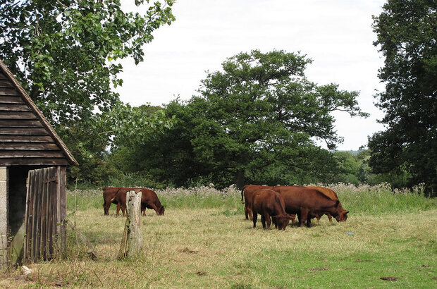 This is part of a pedigree herd of Sussex Cattle owned by a local farmer who is completely organic. He farms Cattle, Sheep and grows arable crops